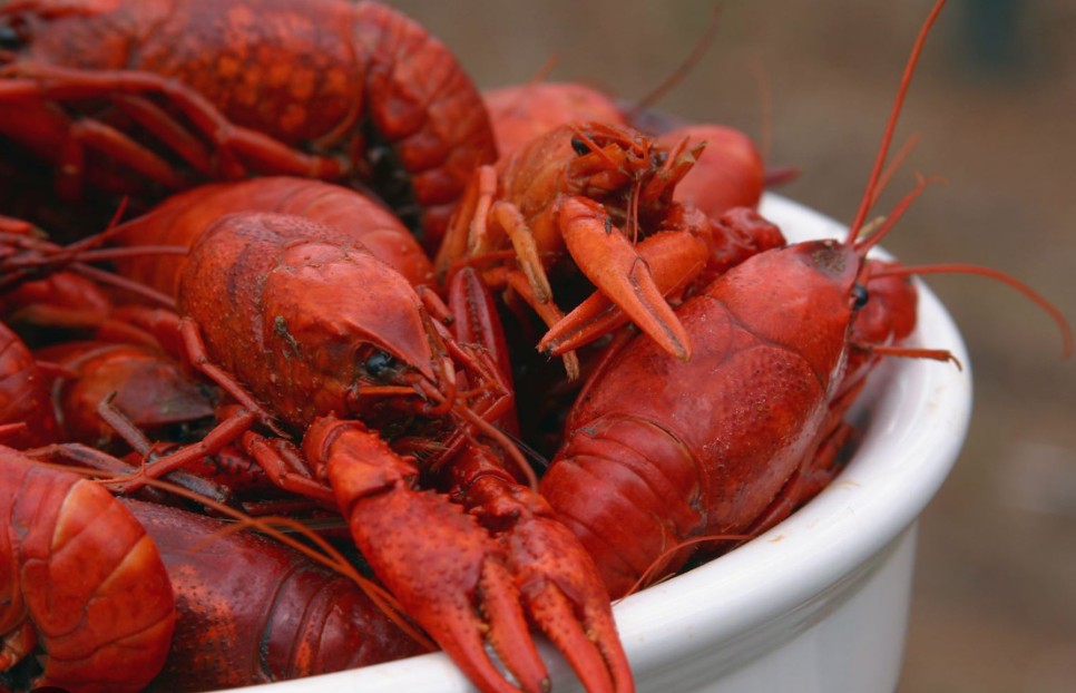 Acadia Crawfish Co. - Cooked Crawfish - $8.99 per LB
