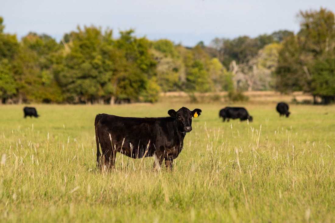 Why Supporting Local Farms Matters for Arkansas
