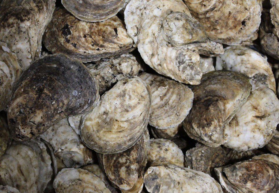Jackson's - Live Oysters - $.99 each