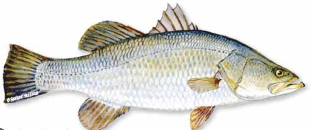 Honolulu Fish Co. - Barramundi Filet - $34.99 per LB