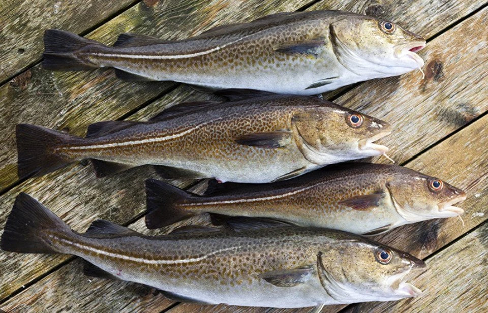 Jackson's - Atlantic Cod - $17.99 per LB
