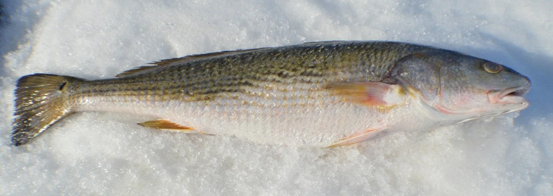 Jackson's - Wild Gulf Redfish - $19.99 per LB