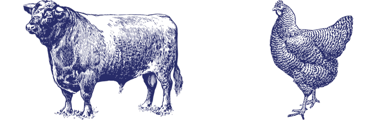 Illustration of a bull and a chicken